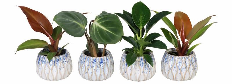 PHILODENDRON-HYBRID 'MIX', D 6