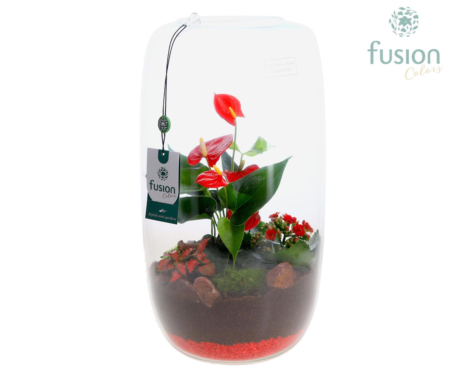 Green Bottle Love, Isabella XXLarge Anthurium Arrangement D23, D 25