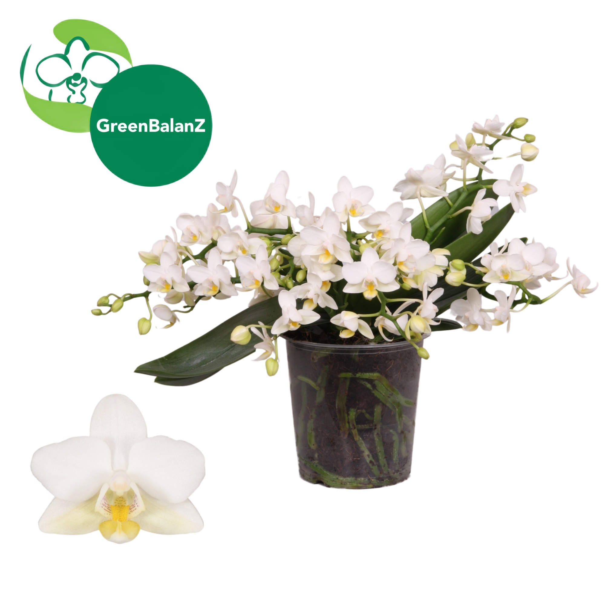 ColorZ - WildZ Wit 4+ tak, D 12