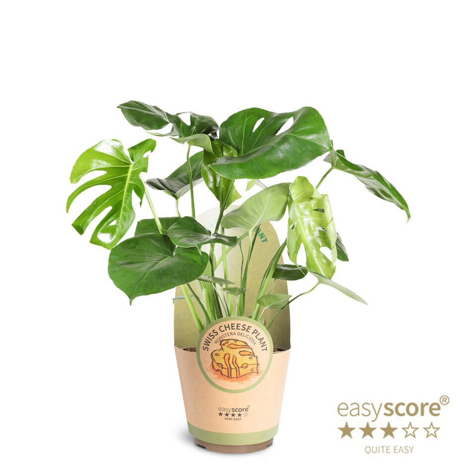 Monstera deliciosa, D 17