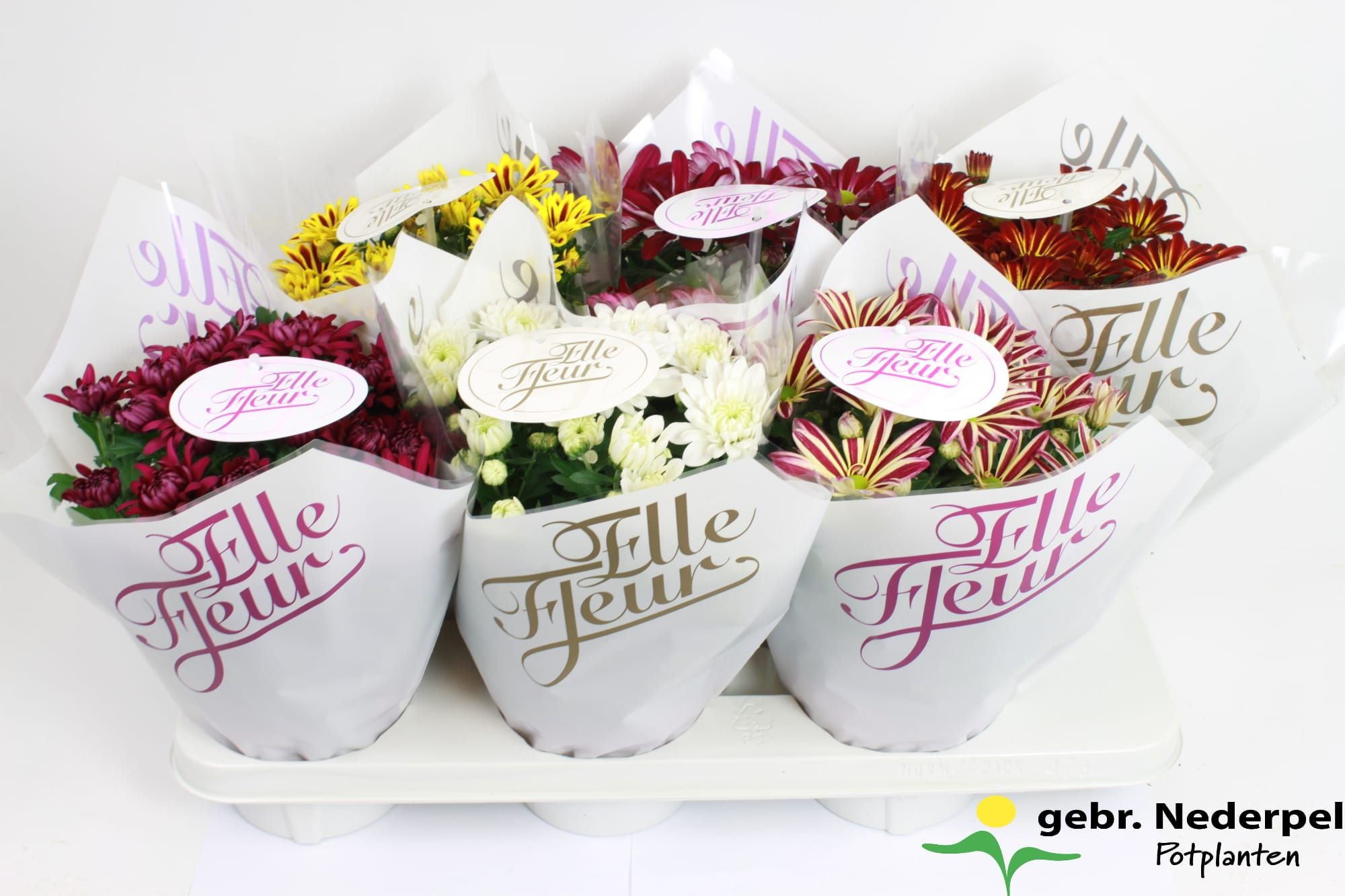 Elle Fleur Mix Pink and Gold, D 14