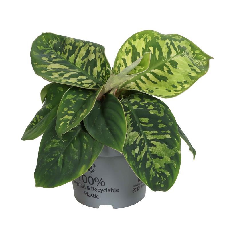 HOMALOMENA HYBRIDA CAMOFLAGE, D 12