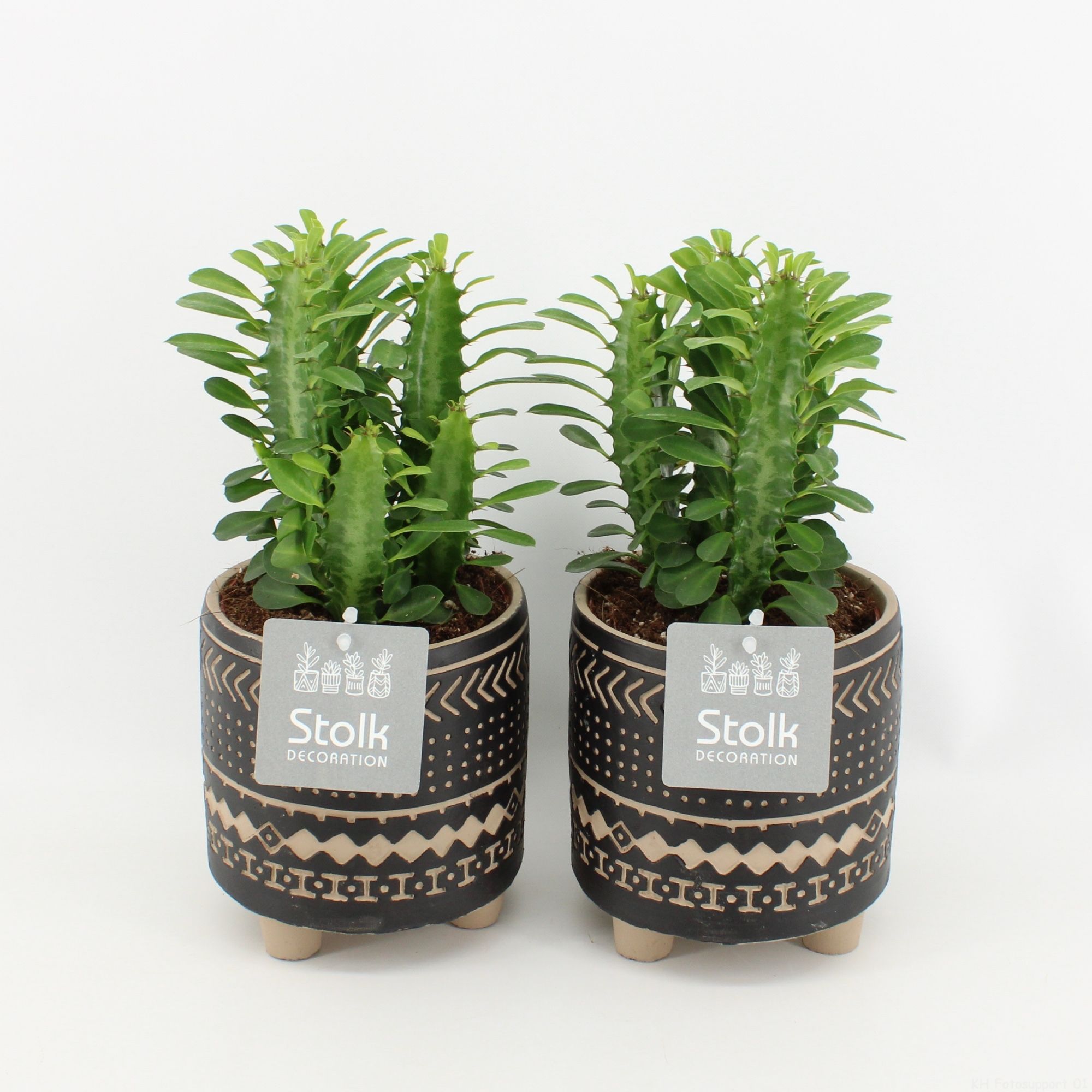 Euphorbia Trigona Groen in Maya pot, D 13