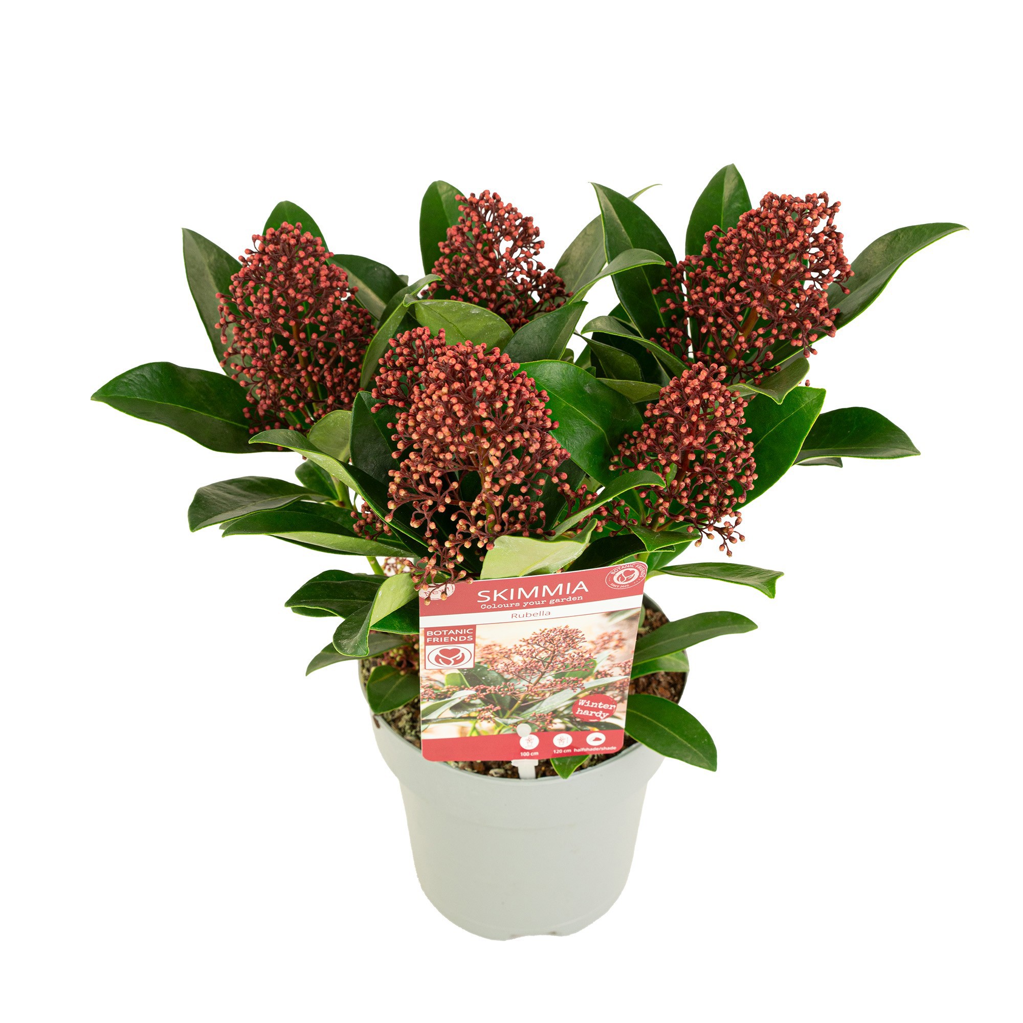 Skimmia japonica 'Rubella' 6+bloem, D 15 cm