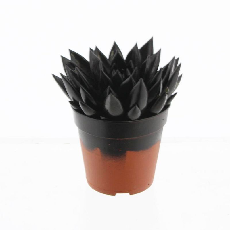 Miranda coloured black, D 12