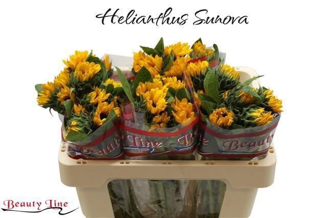 Гелиантус Санова 50, шт.