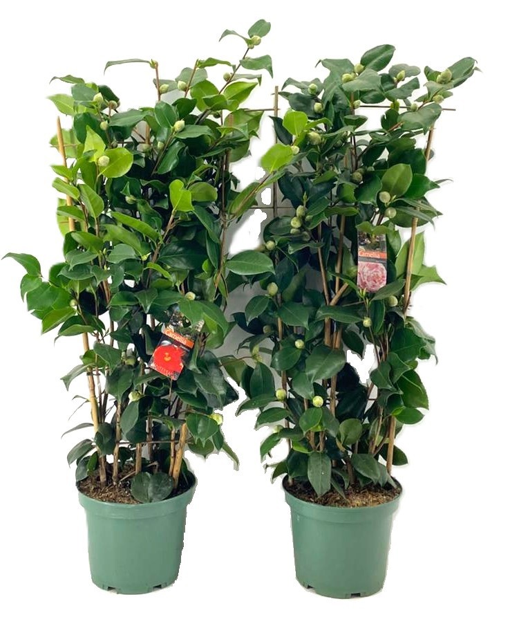 Camellia japonica, D 24
