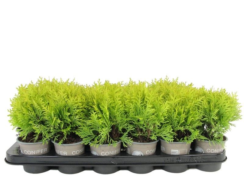 Thuja occidentalis 'Harvest Moon', D 9