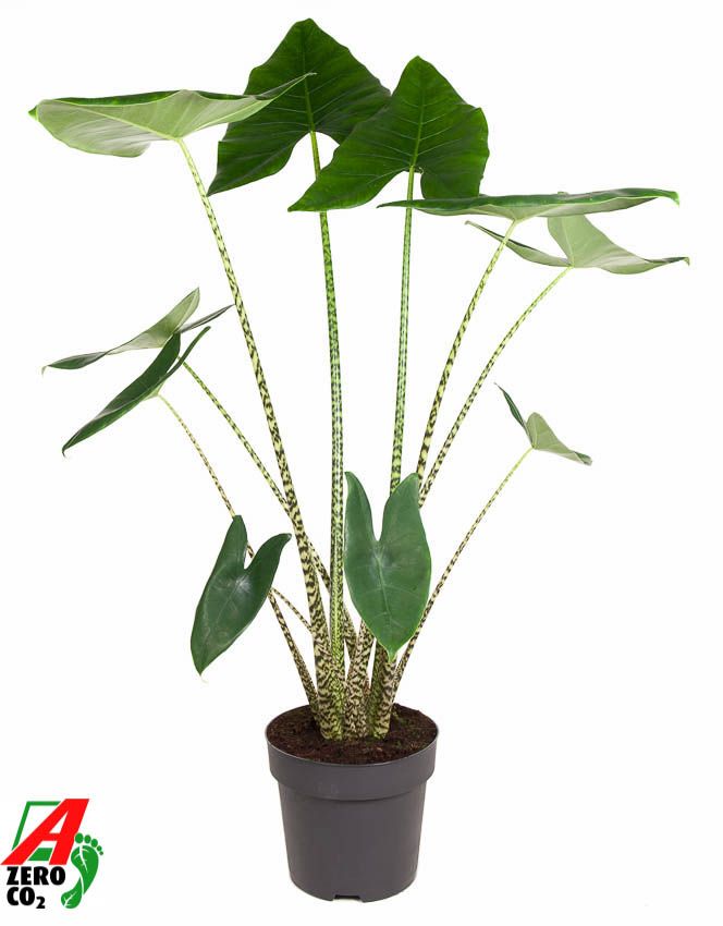 Alocasia Zebrina (NO GAP), D 32