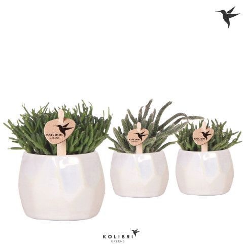 Kolibri Greens Rhipsalis mix in Pearl pot travertine, D 6