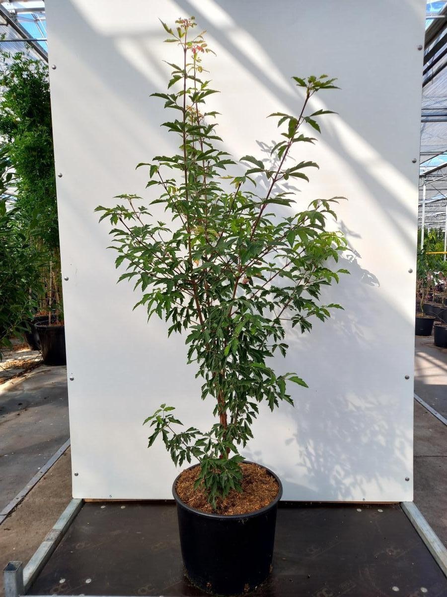 Acer griseum, D 40