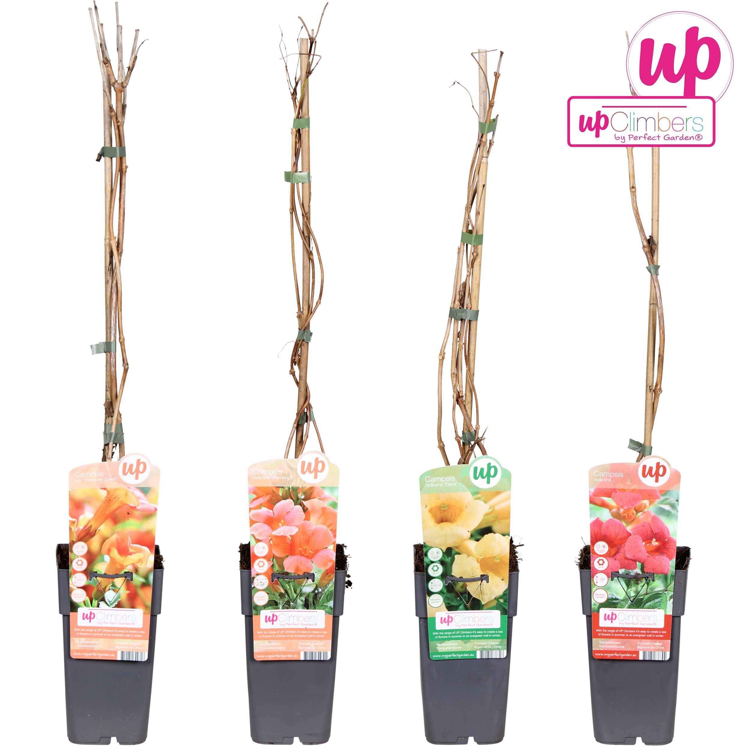 Campsis mix laag geent P15, D 15