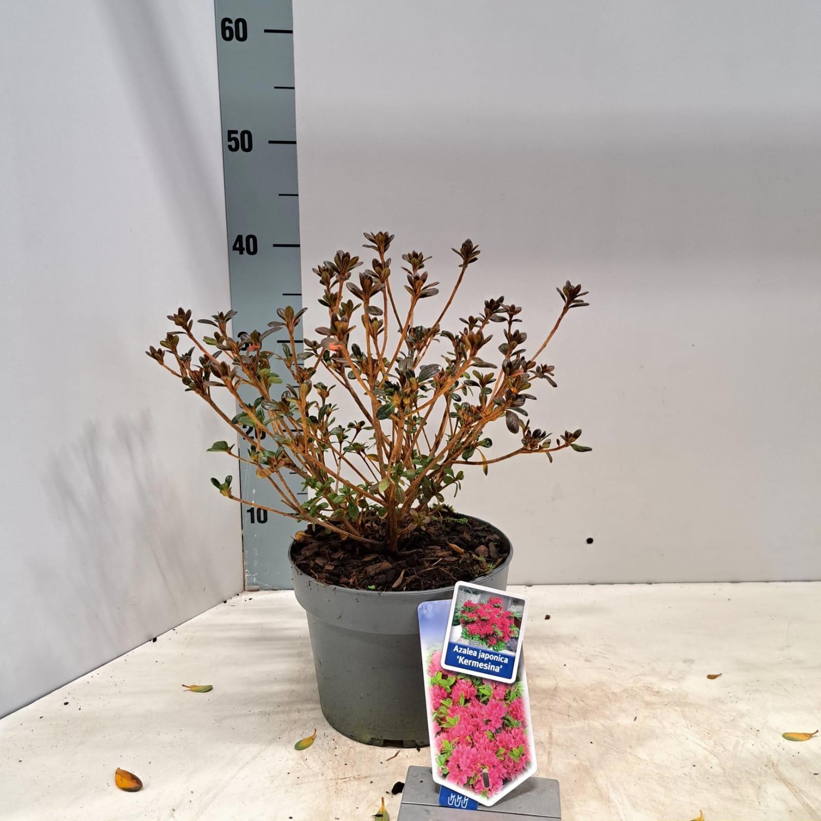 Rhododendron (AJ) 'Kermesina', D 19