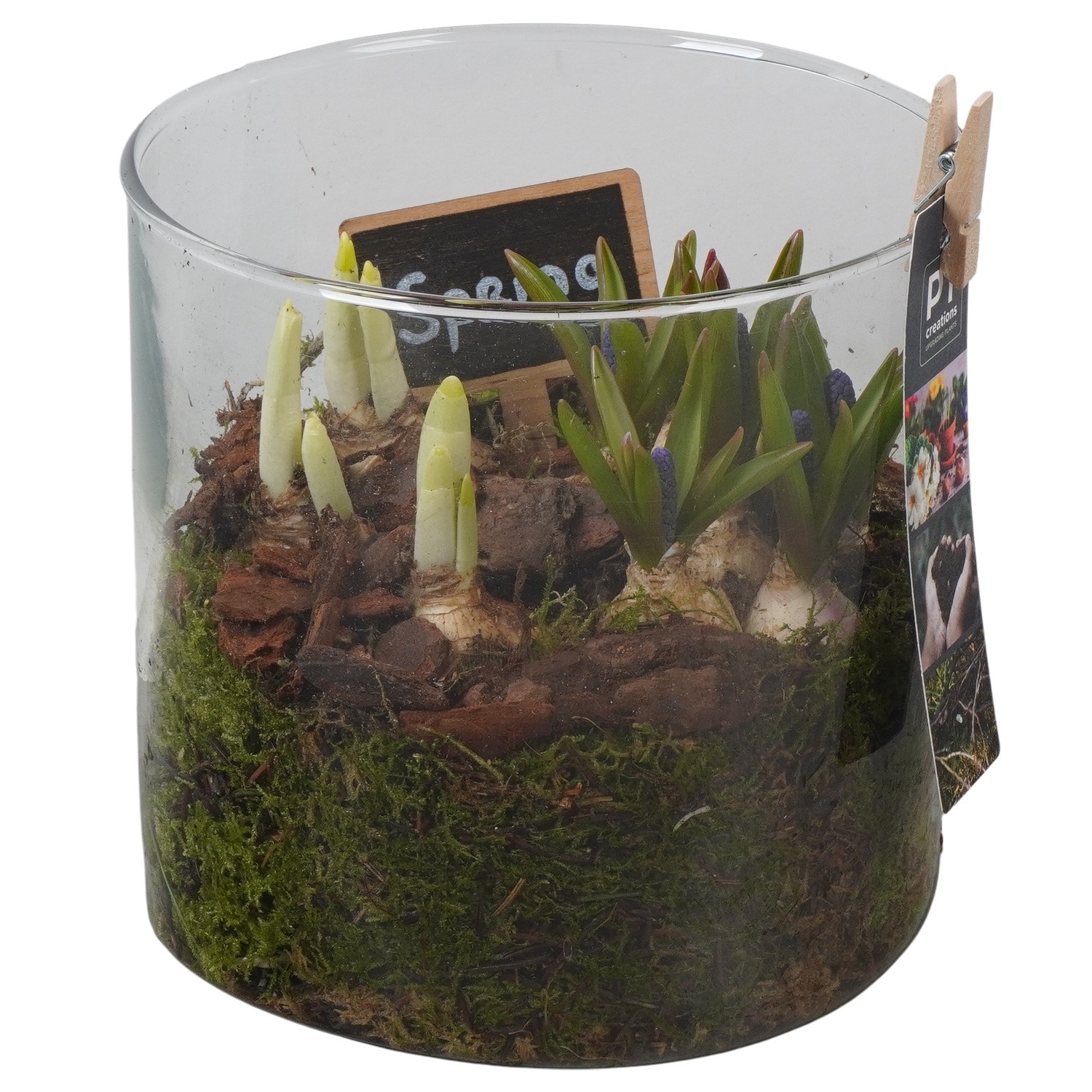 PTBM3950 Arrangement Flower Bulbs Mix in glazen vaas, D 15