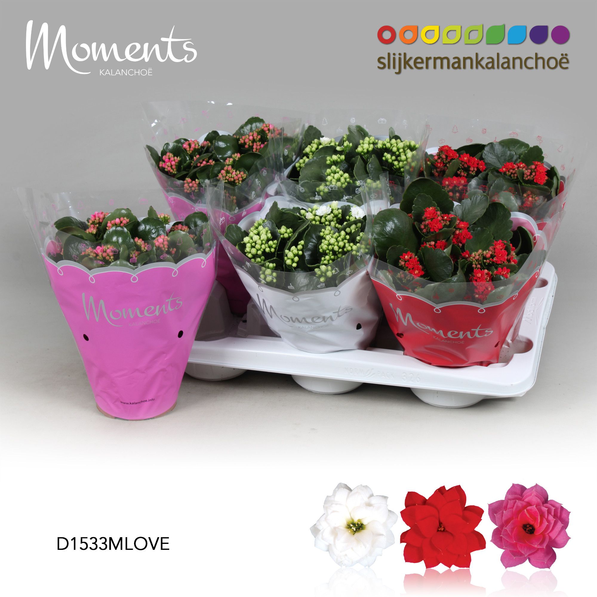 Kalanchoe Moments - LOVE Moments, D 15