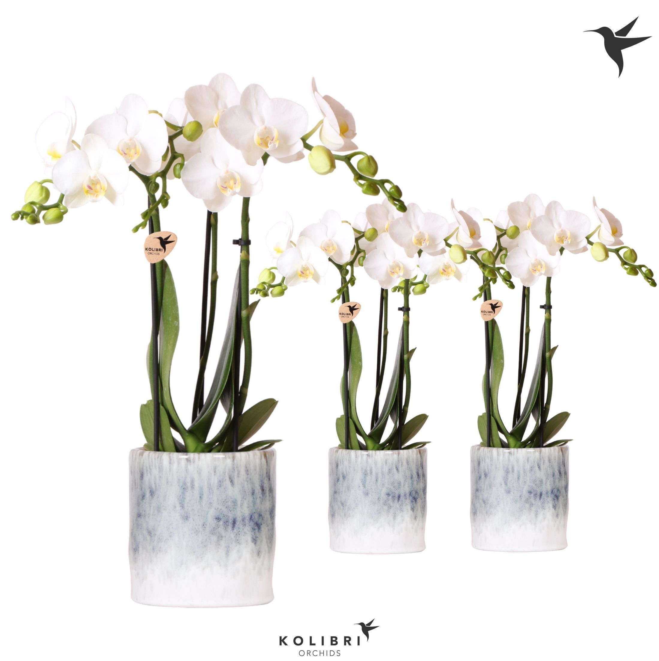 Kolibri Orchids Phalaenopsis white 3 spike in Sky pot, D 9