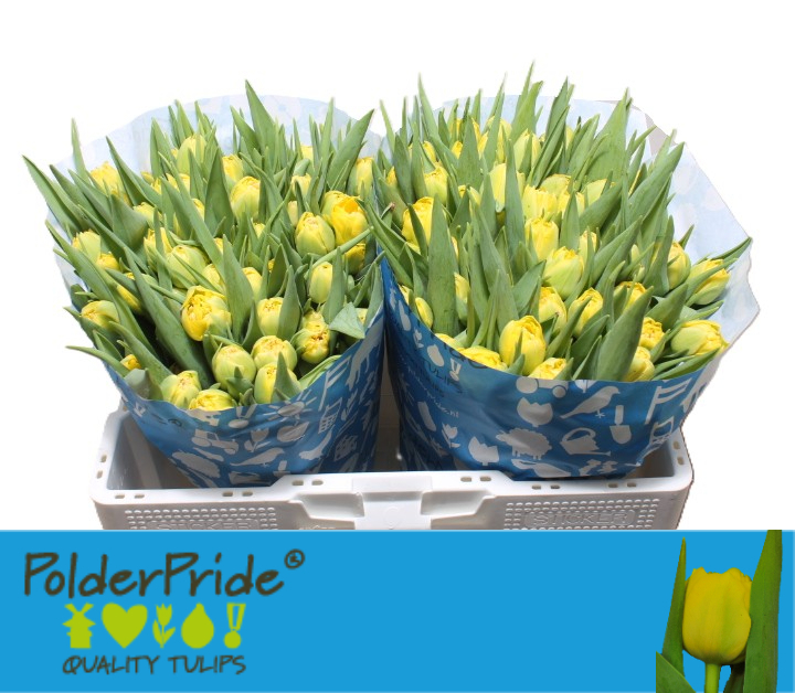 Тюльпан дв. Хоумран, шт.