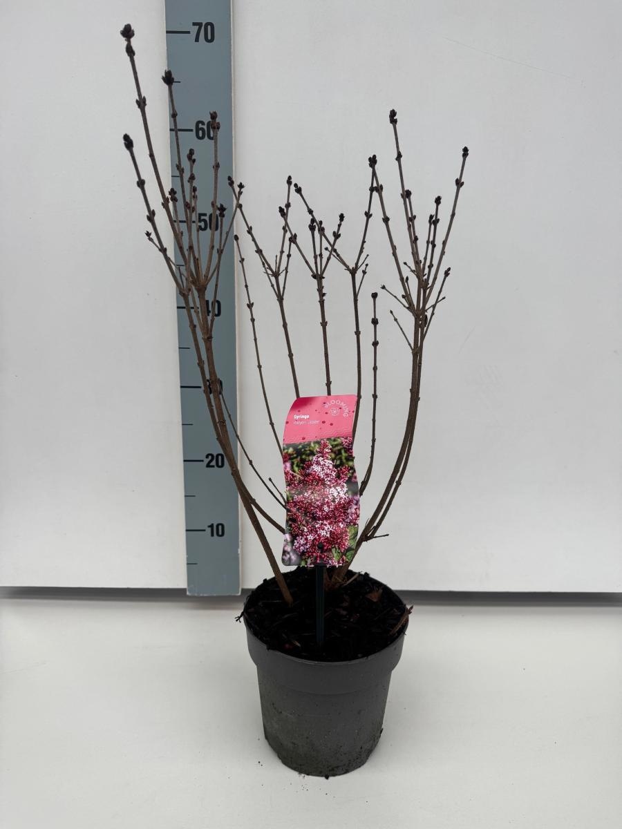 Syringa 'Josée', D 17