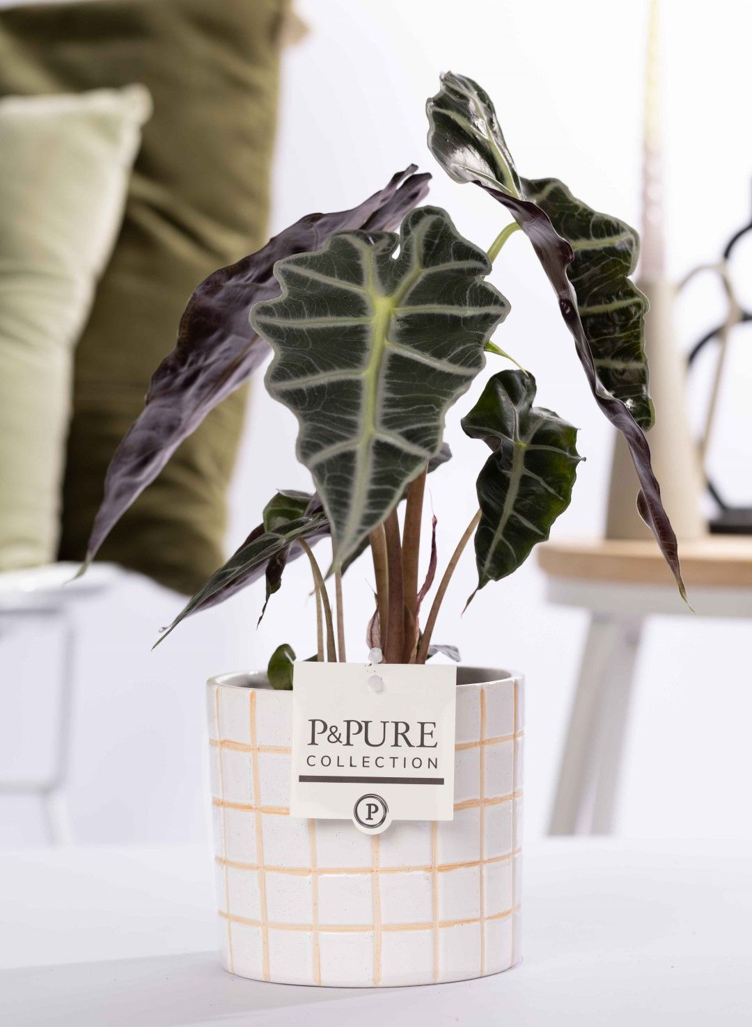 Alocasia Polly in P&PURE Tirza ceremics, D 12