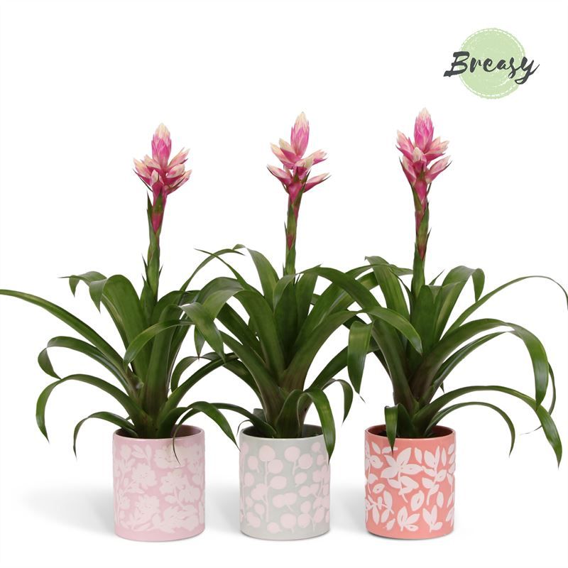 Guzmania Rockyflower Candy - 12cm in Sevilla | Mimesis, D 12