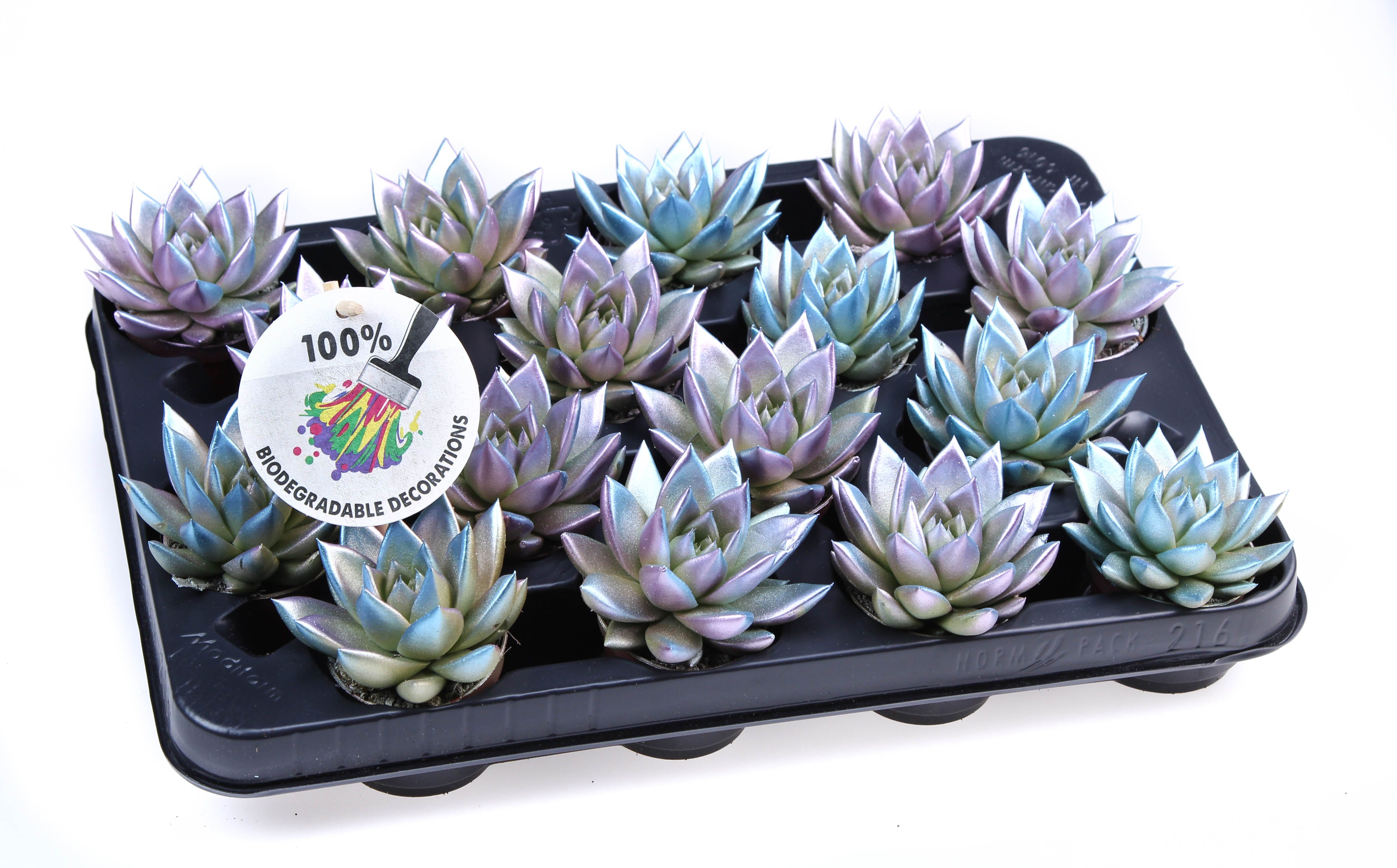 Bio miranda Metallic chameleon, D 6,5