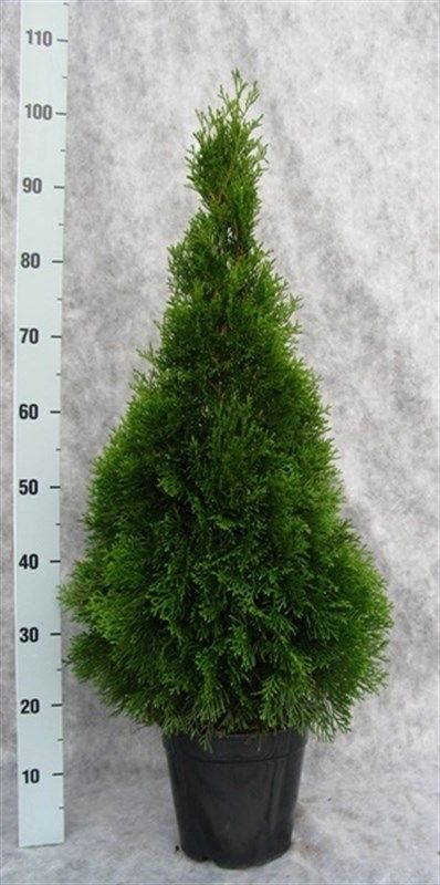 Thuja occidentalis 'Smaragd', D 21