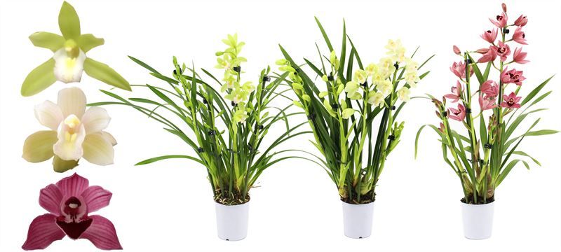 Cymbidium p09 mix 3-4T, D 9