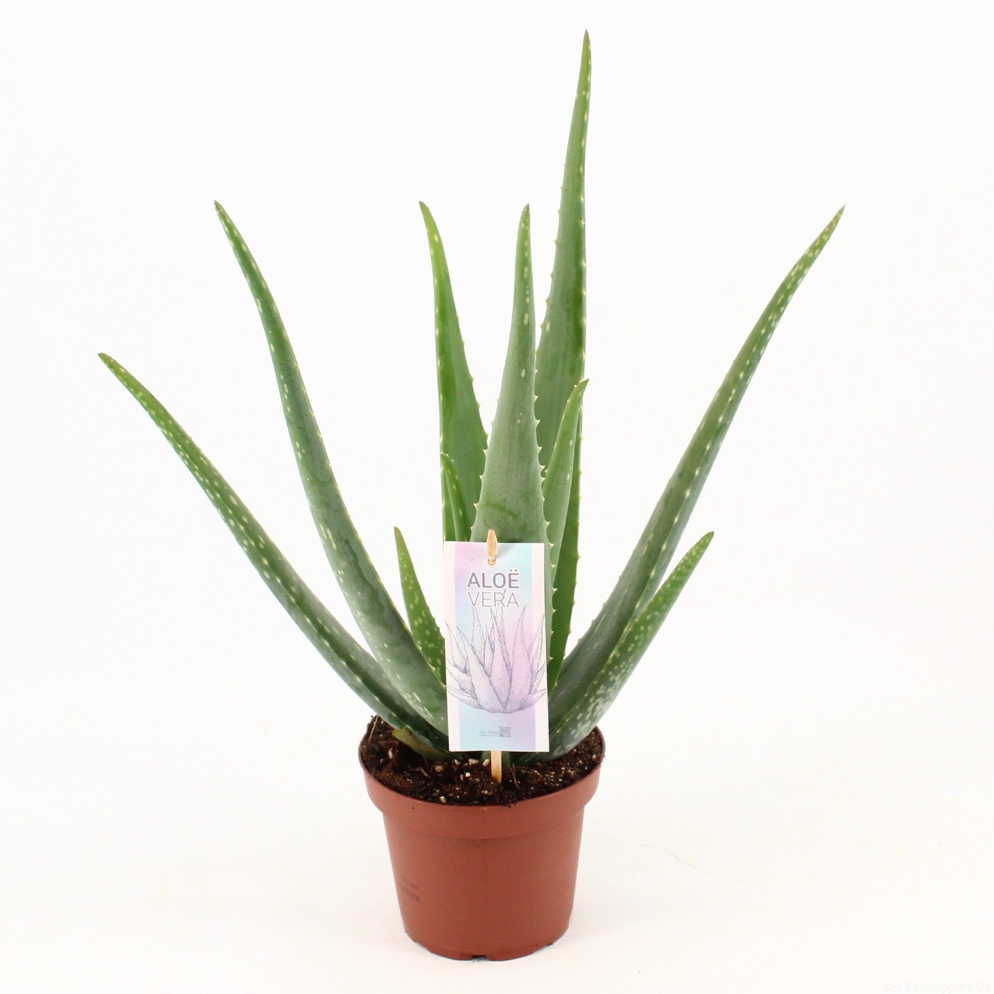Aloe Vera P14, D 14