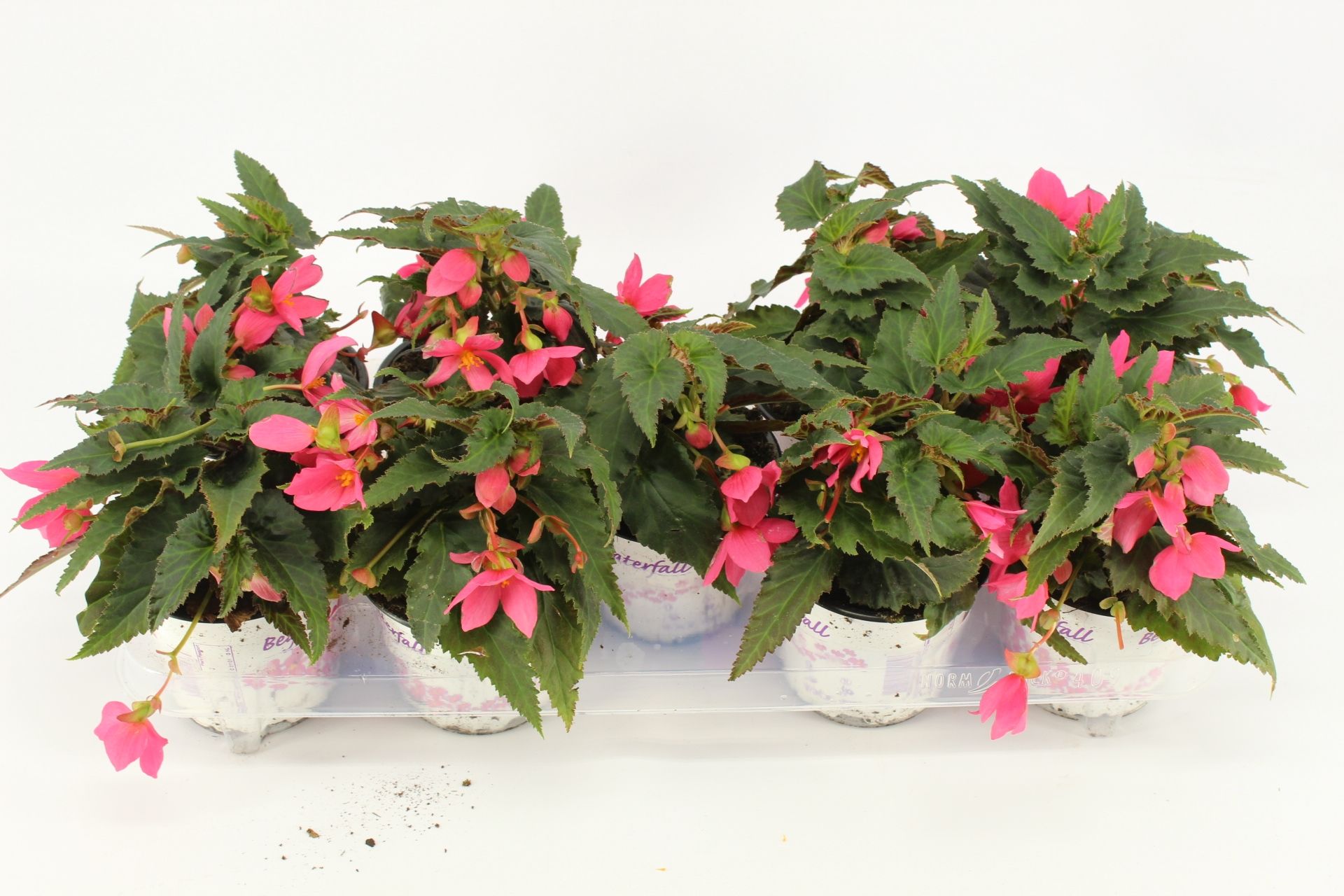 beg.wf.hotpink FLORATINOFUST, D 12