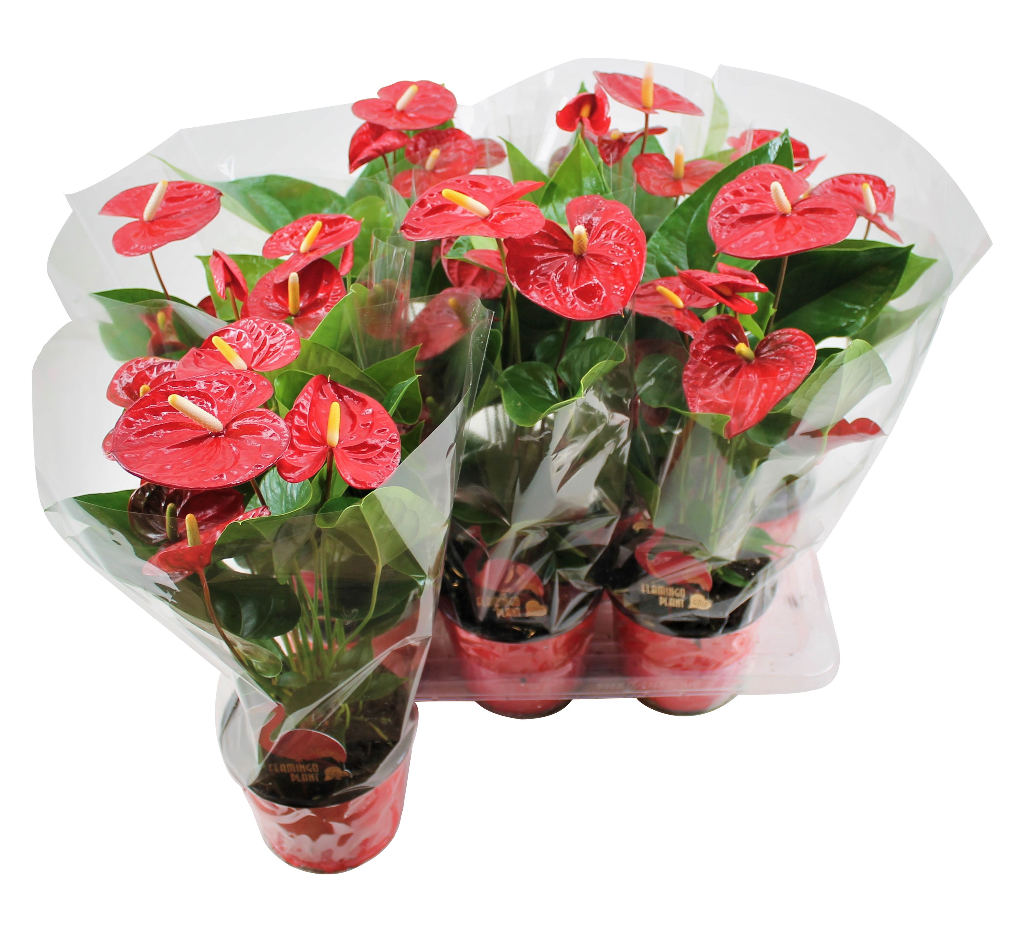 Anthurium XL.9 Jambo Red 14cm in blanco hoes, D 14
