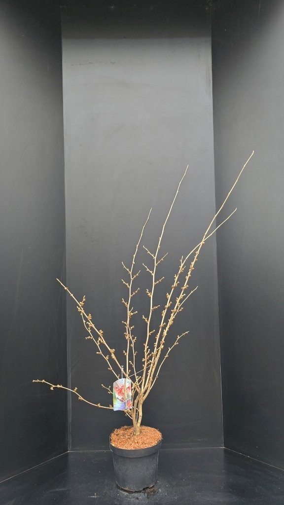 Hamamelis intermedia Diane, D 29