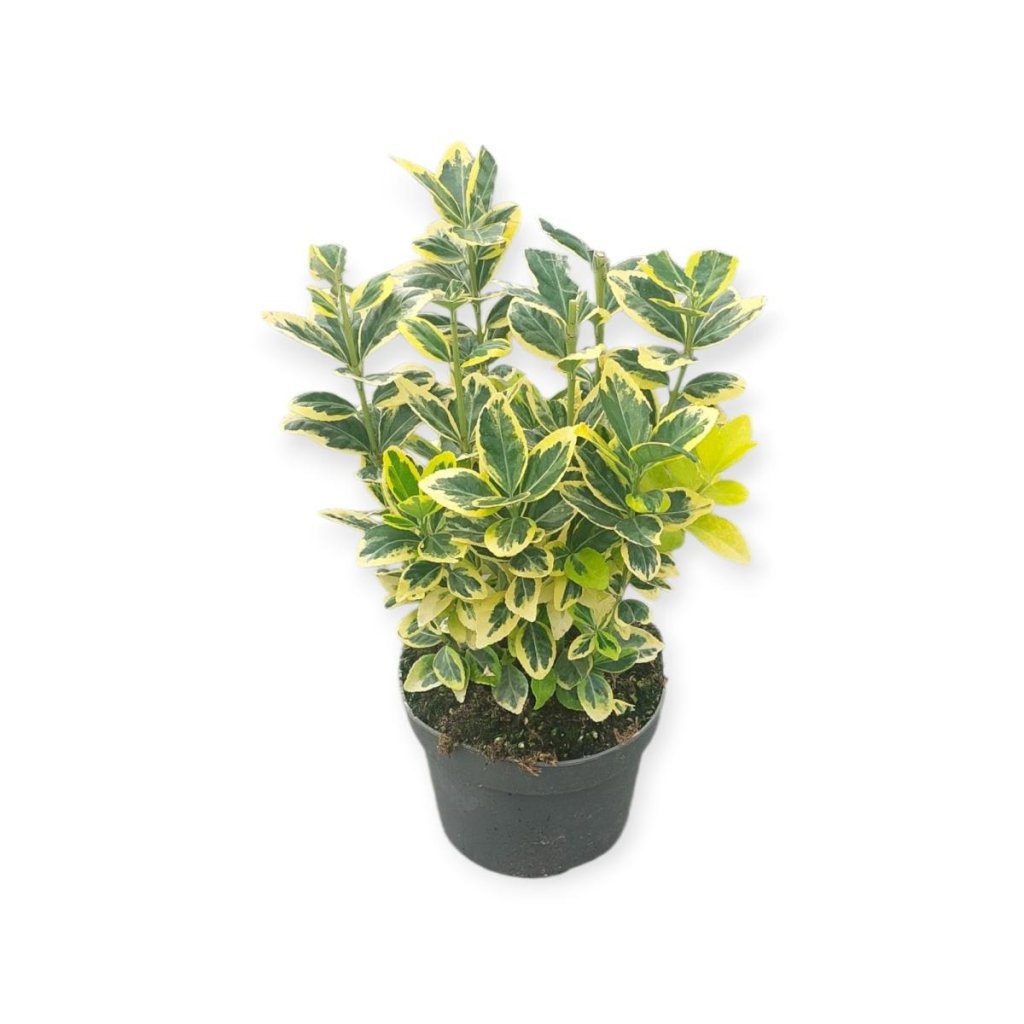 Euonymus jap. Marieke, D 17