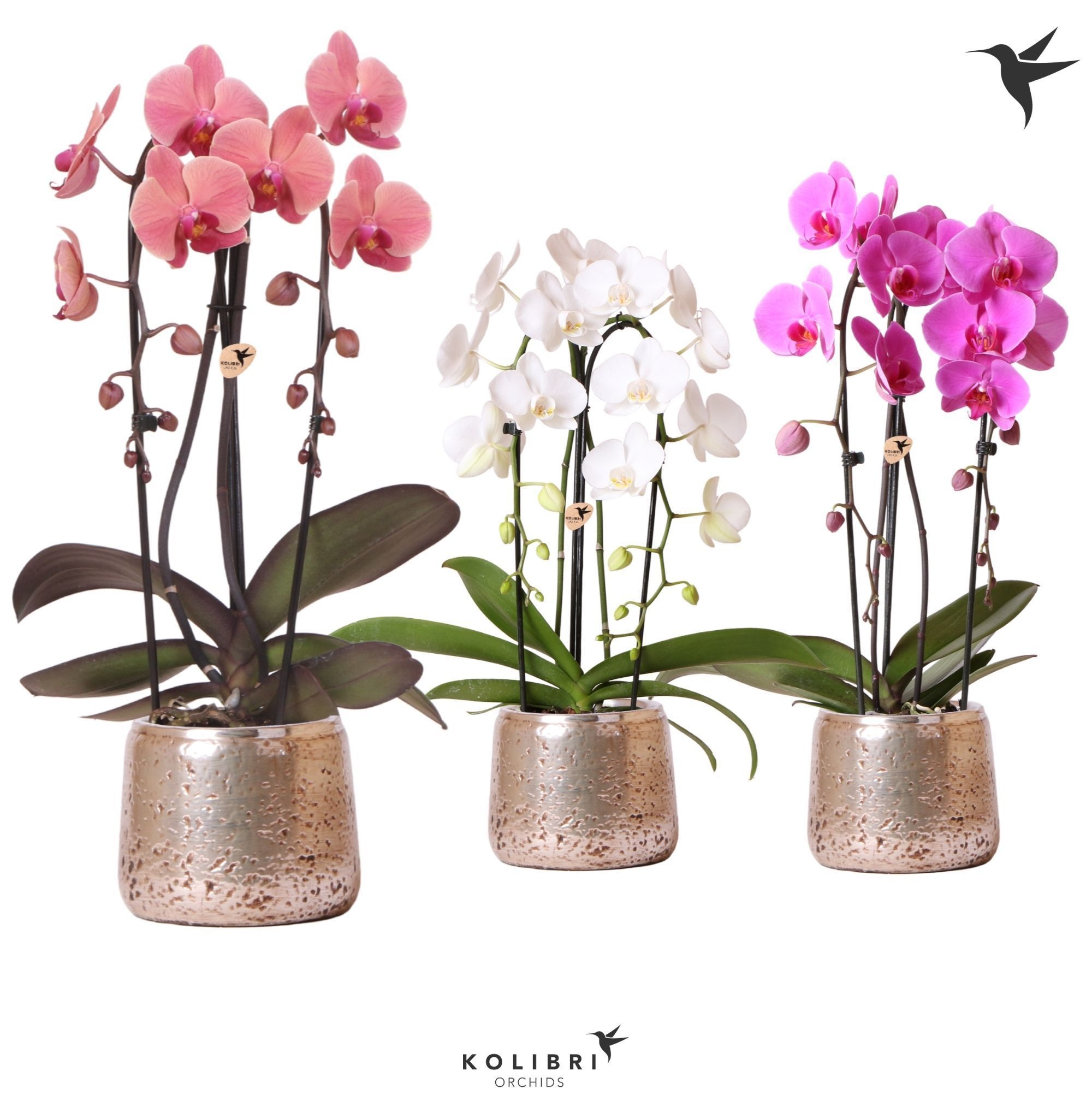 Kolibri Orchids Niagara fall 2spike Luxury pot silver, D 12
