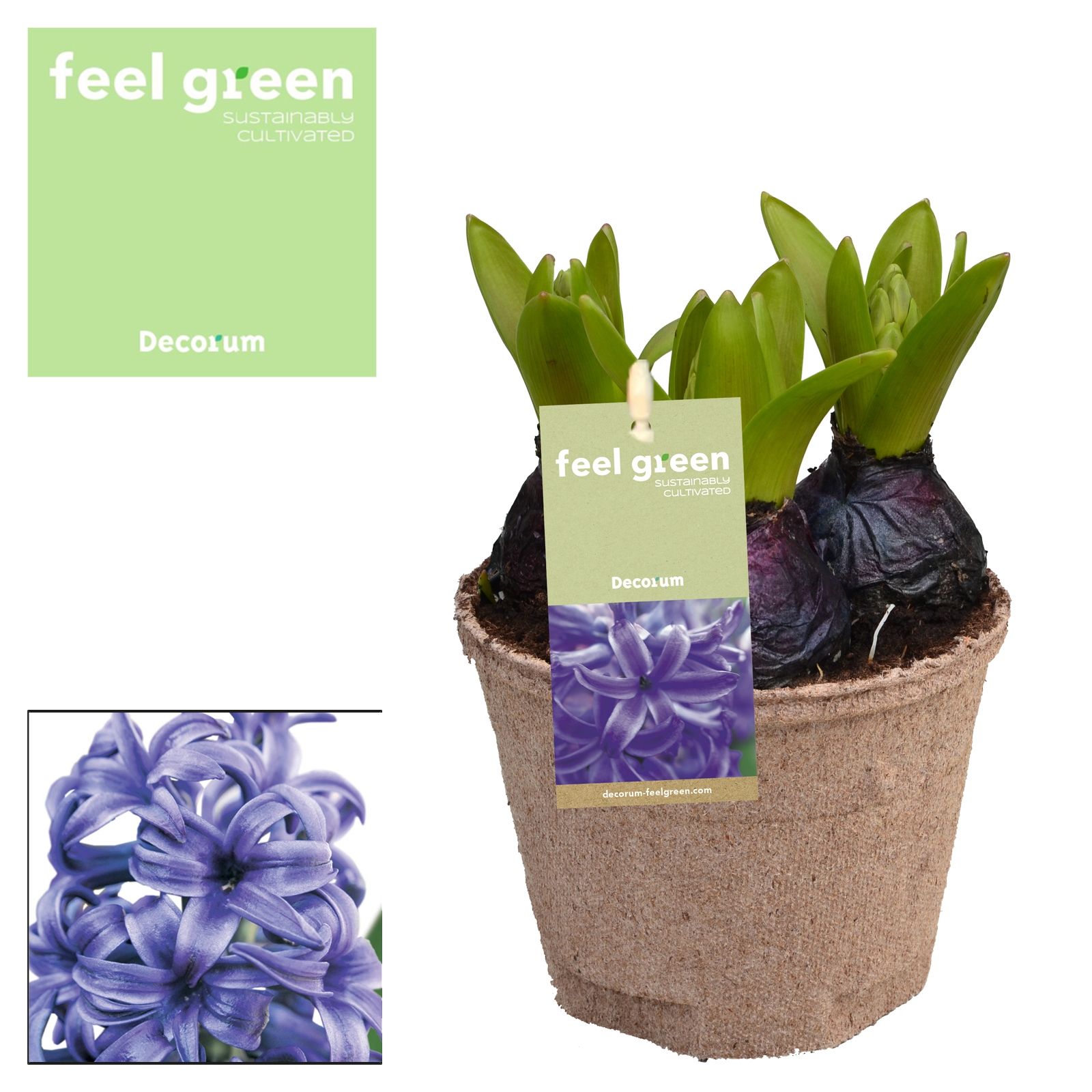 Hyacint Blue Pearl FEEL GREEN, D 12