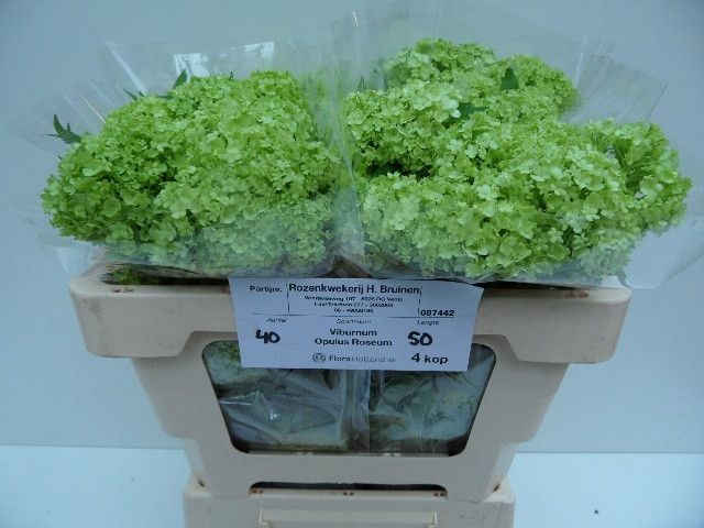 Вибурнум Розеум 50 (зел.), шт.