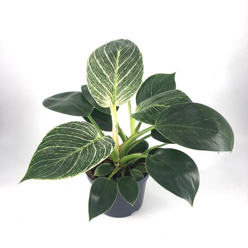 PHILODENDRON-HYBRID 'White Veins', D 12