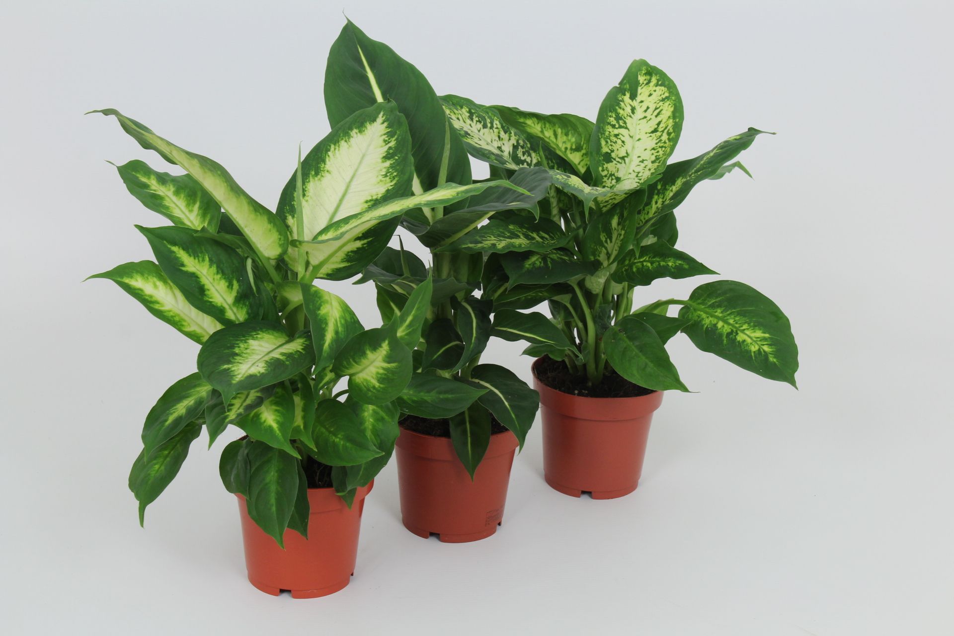 Purify Dieffenbachia Gemengd 12 cm, D 12