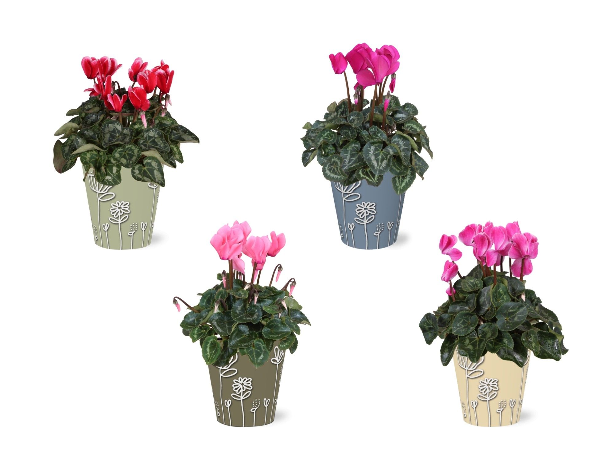 Cyclamen in Smartcup Joelle, D 12