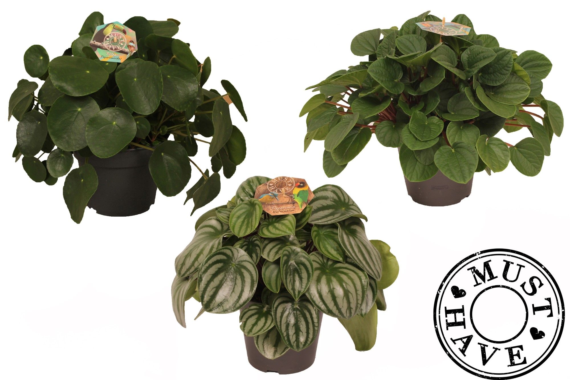 Peperomia Mix 17 in Floratino MUST HAVE, D 17