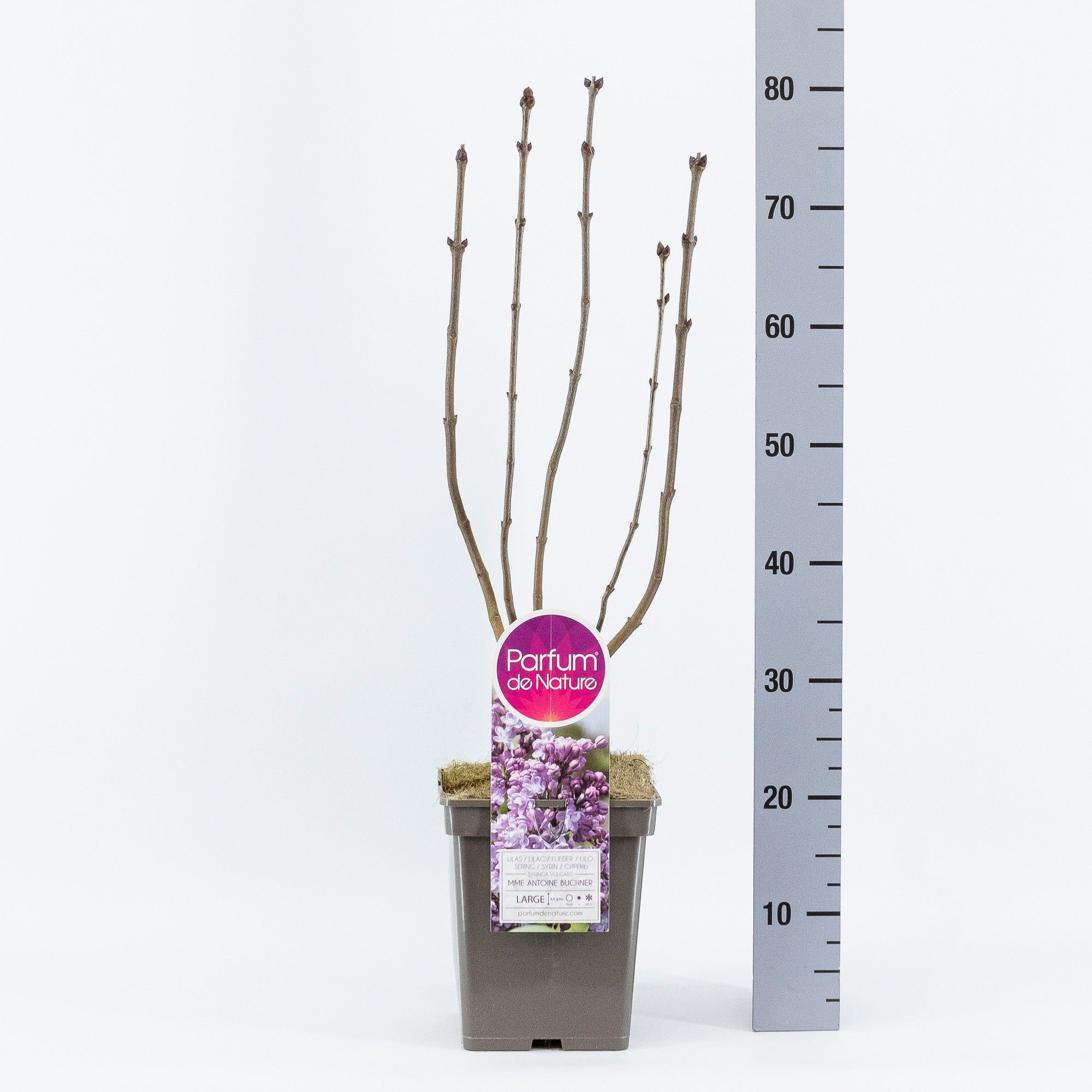 Syringa vul. Mme Antoine Buchner, C5, D 23