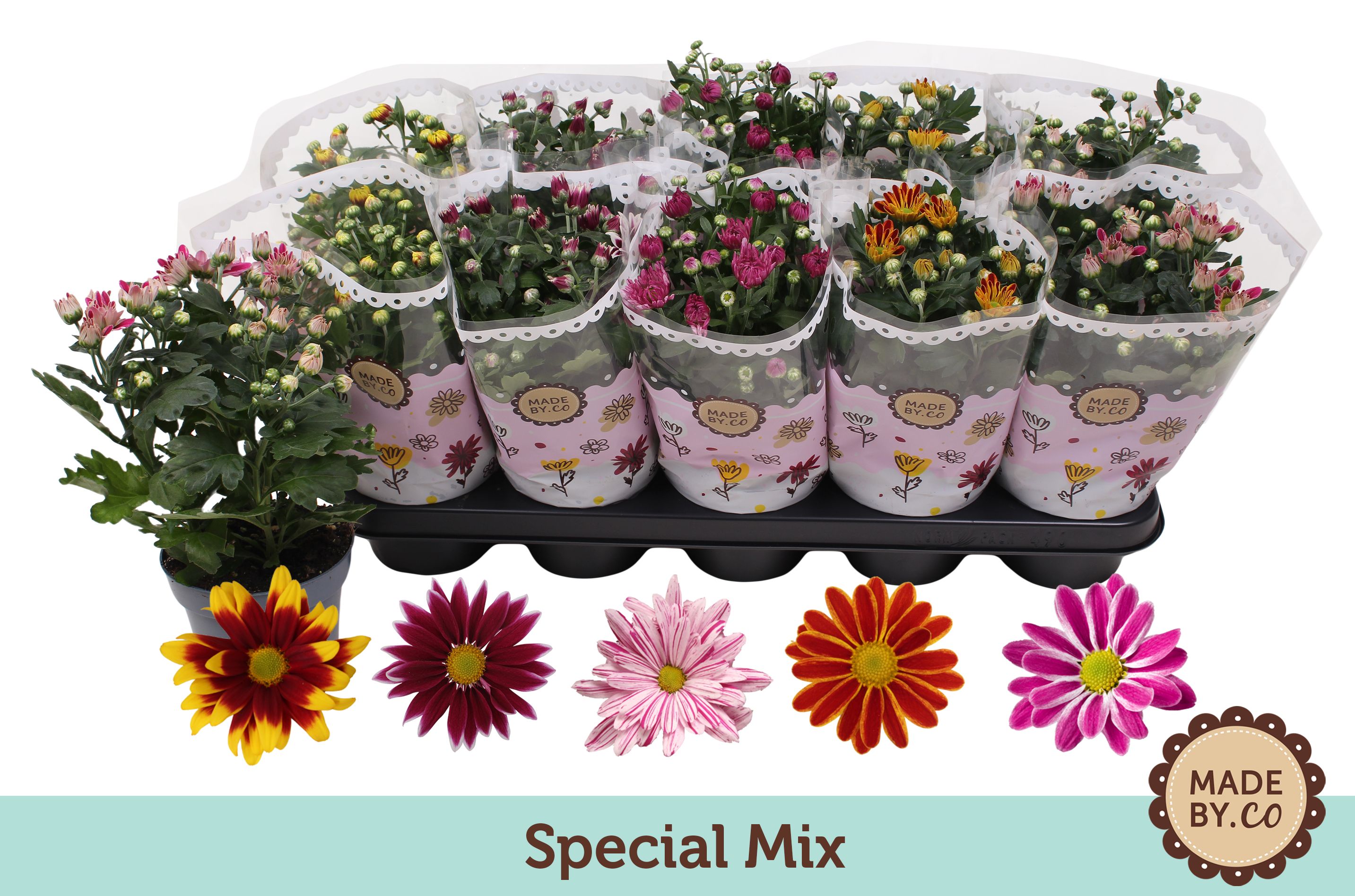 Chrysant Special Mix, D 12
