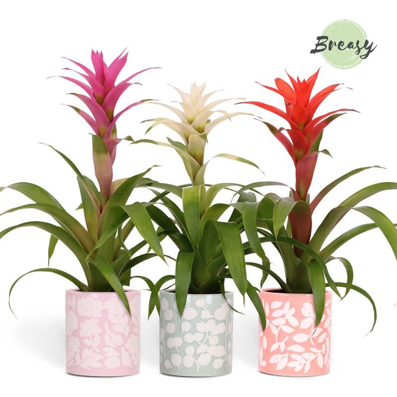 Guzmania Charming - 12cm in Sevilla | Mimesis, D 12