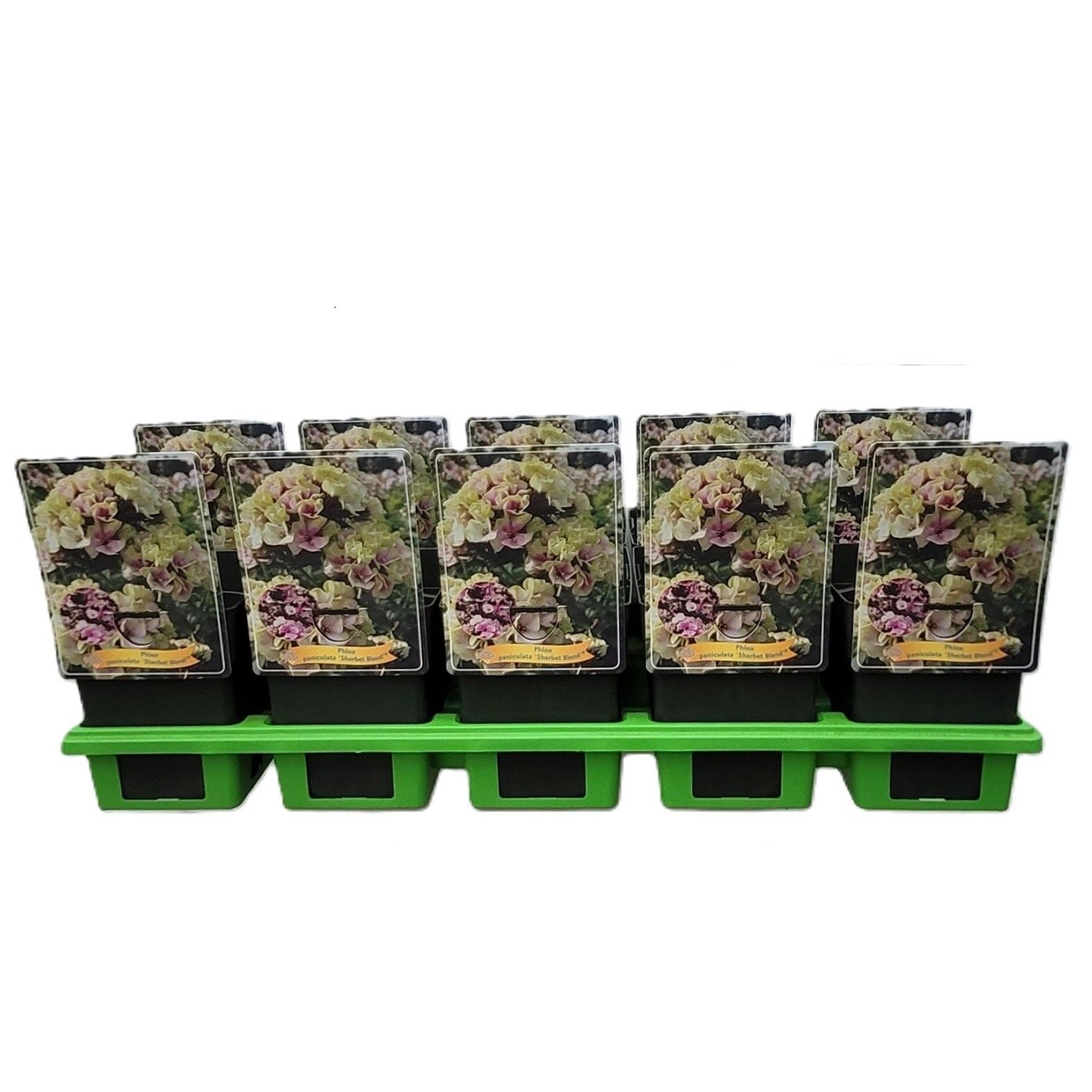 Phlox Paniculata 'Sherbet Blend' P11, D 11