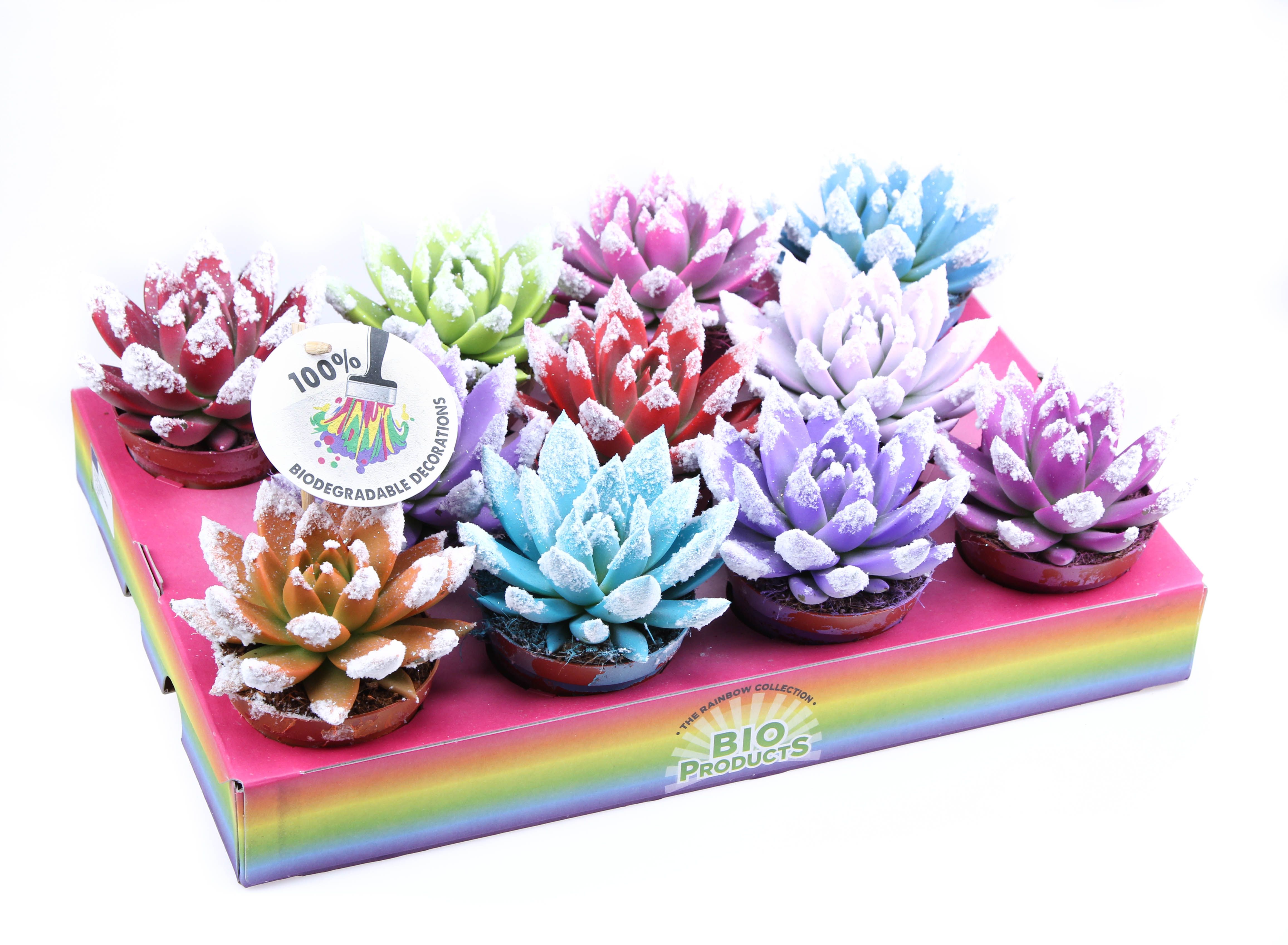 Rainbow bio snowtips, D 8,5