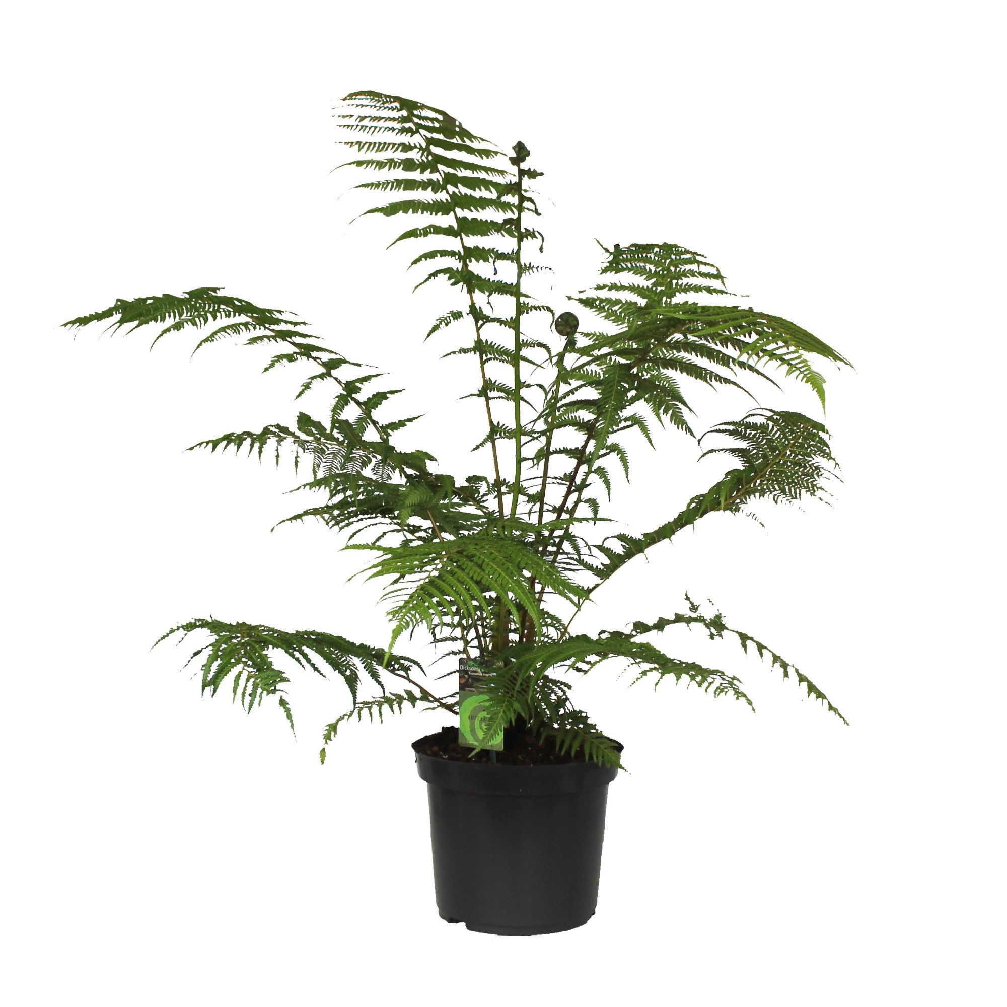 Dicksonia Antarctica (Tasmaanse Boomvaren), D 30