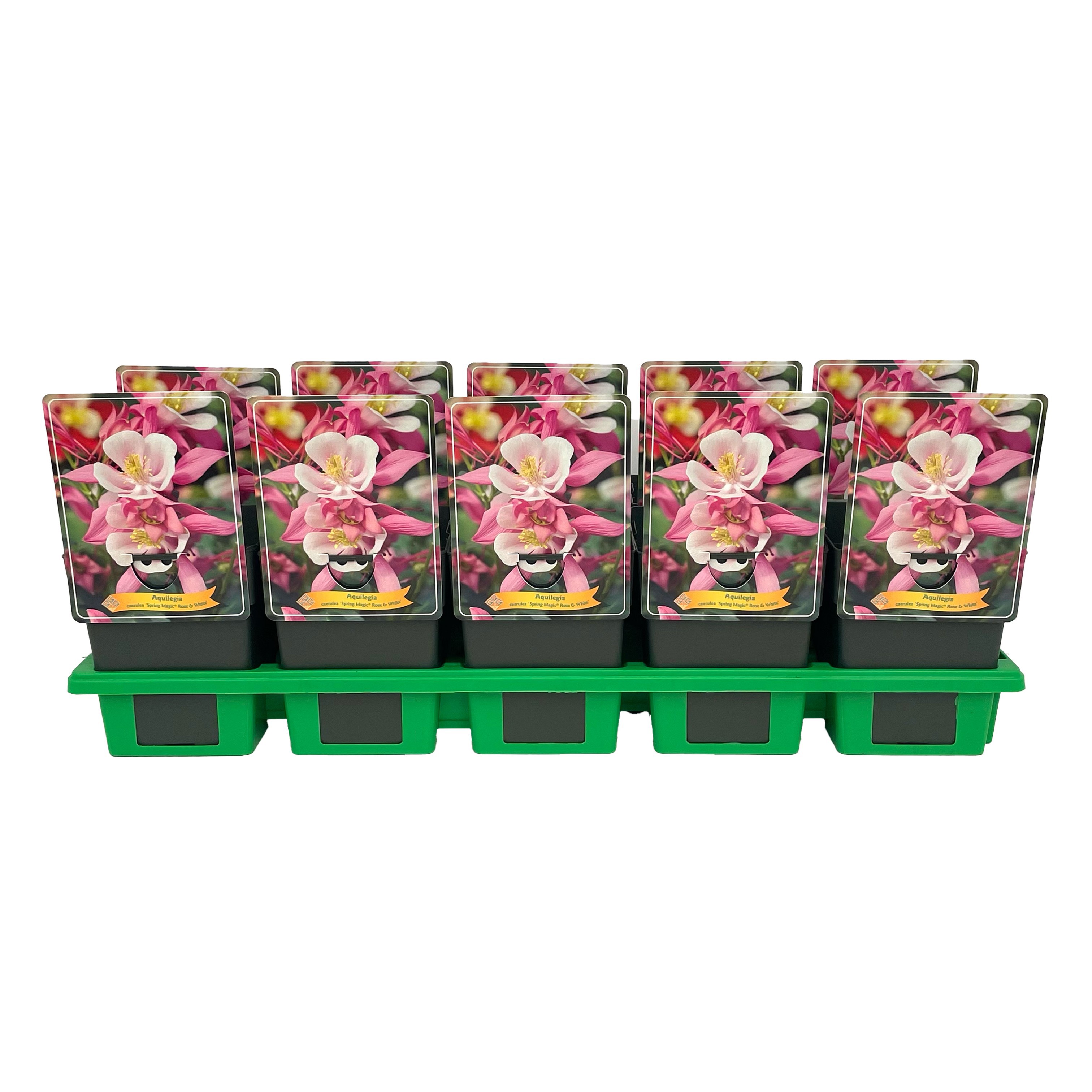 Aquilegia caerulea 'Spring Magic® Rose & White' P11, D 11