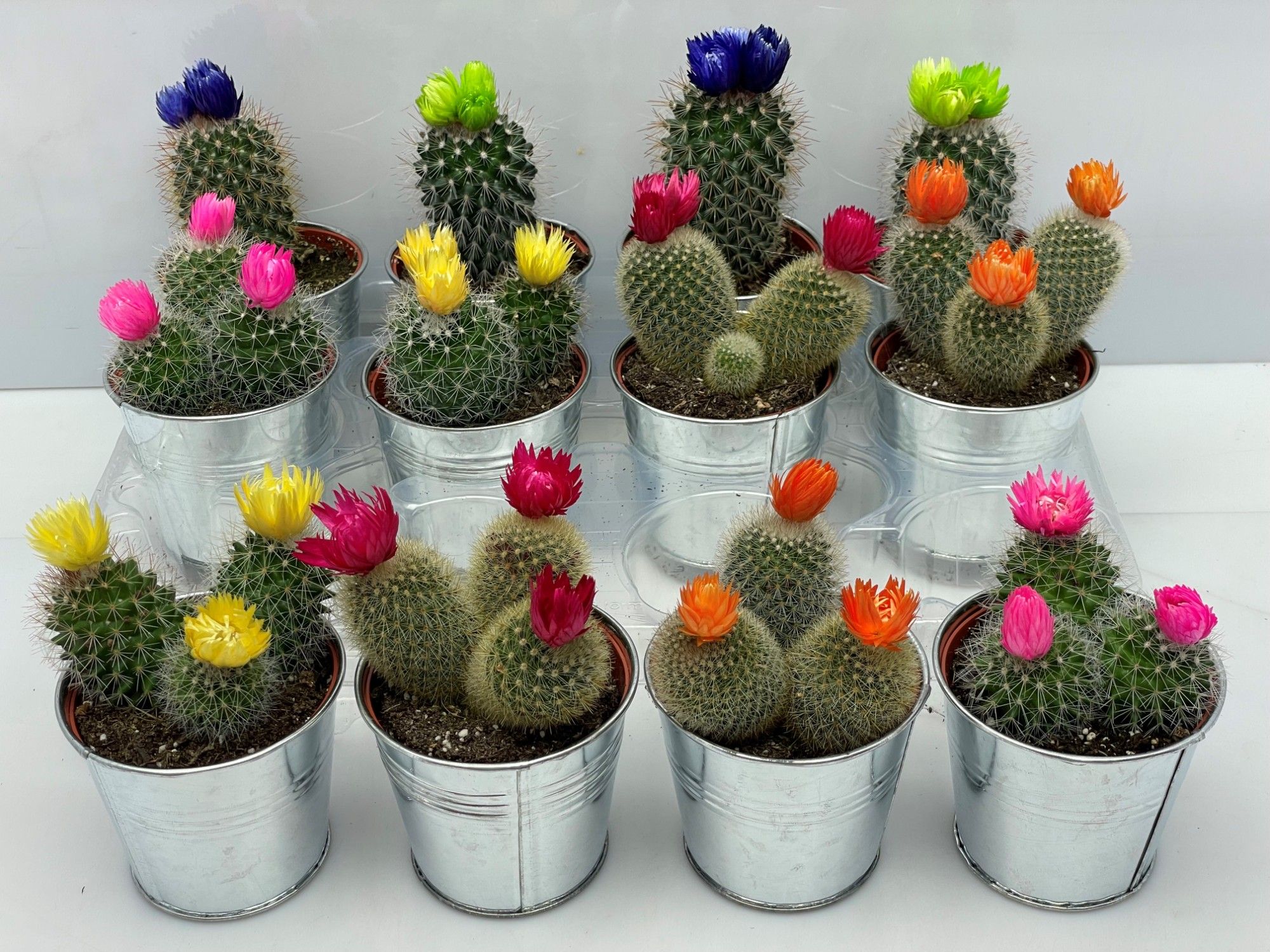 316 Cactus sier in pot zink 8.5 cm, D 9,5