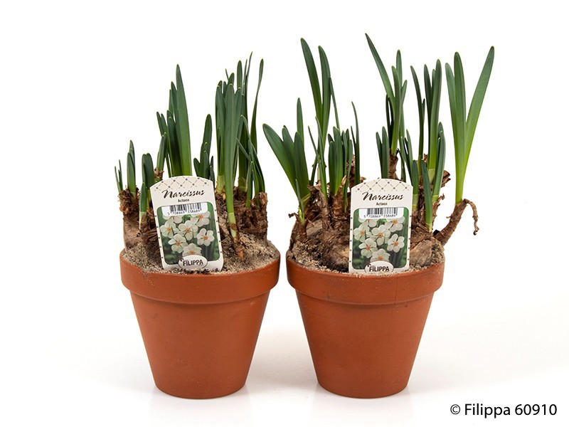 NARCISSUS INCOMPARABILIS 'ACTAEA', D 12