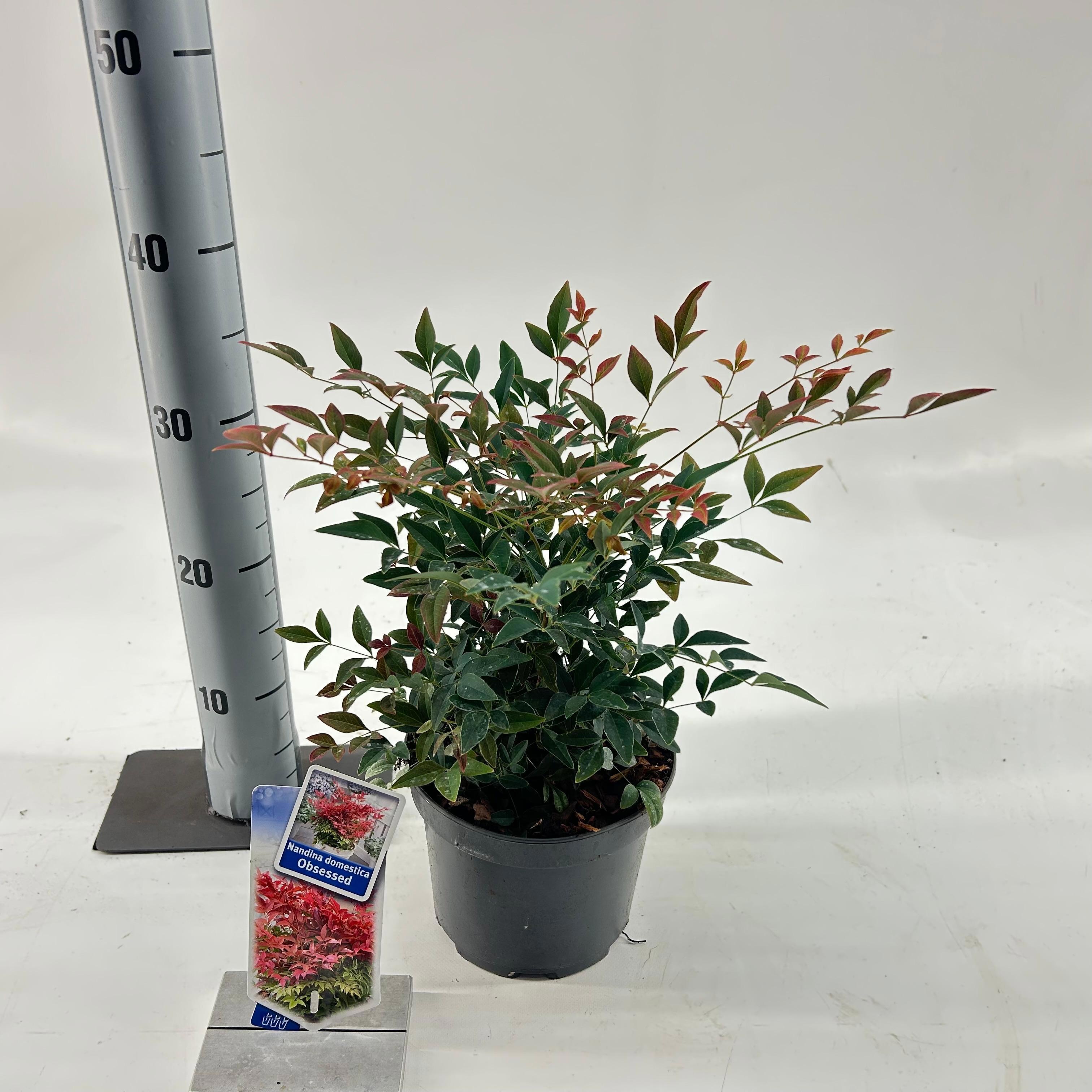 Nandina domestica Obsessed ('Seika'PBR), D 17