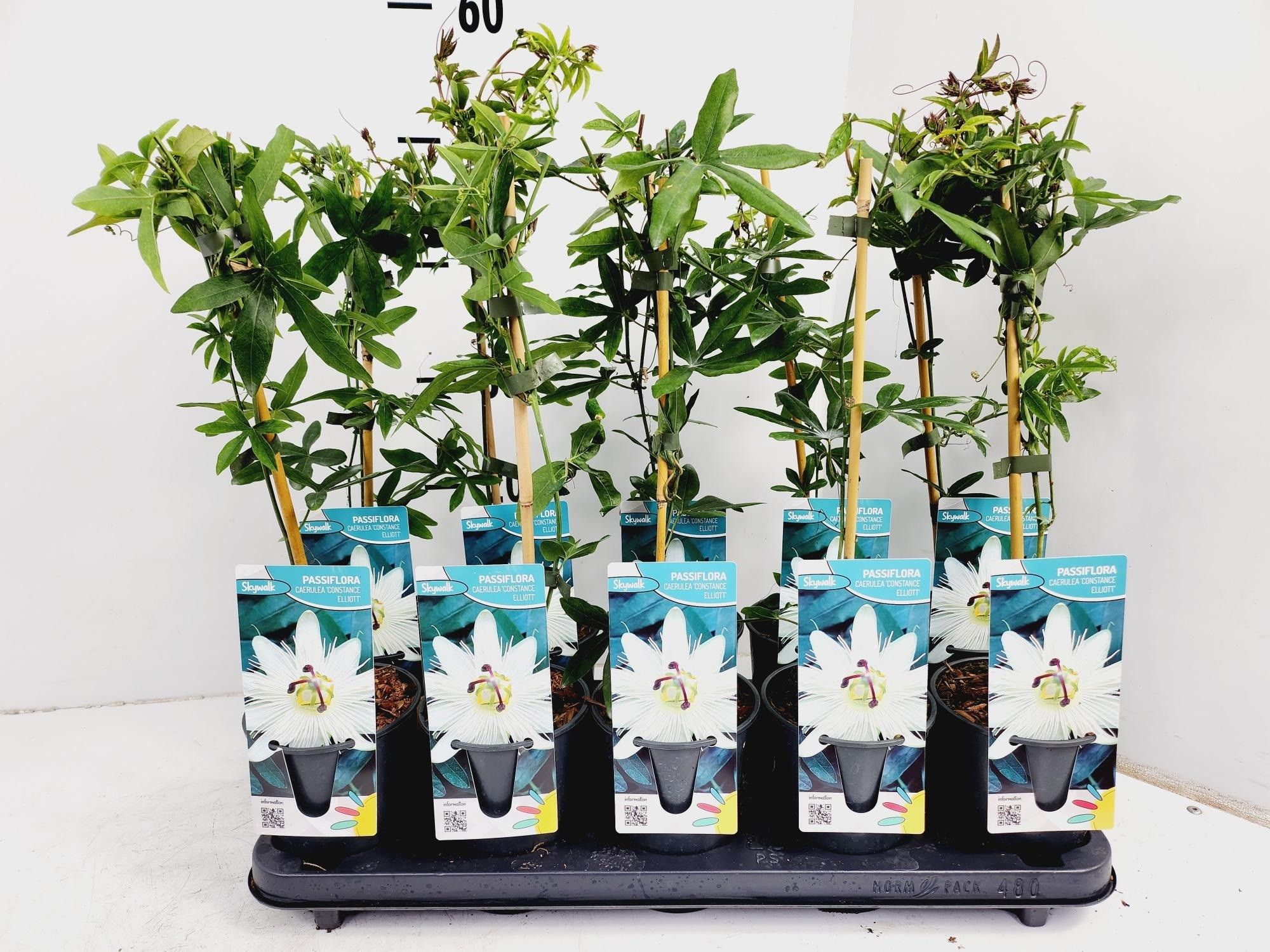 Passiflora Caerulea Constance Elliot, D 12